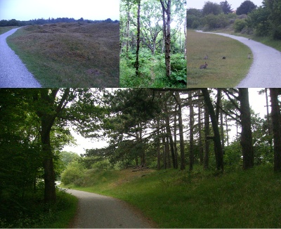 5919-21-31-23_CornVisserpad